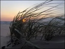 Qui chantait  Le vent nous portera  ?