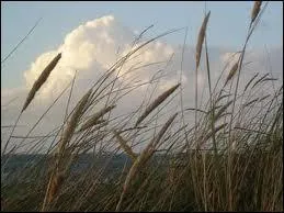 Quel est ce vent du Nord violent et froid qui souffle le long de la Valle du Rhne ?