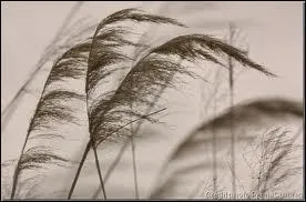 De qui est la chanson   Blowin in the wind  ? (soufflant dans le vent)