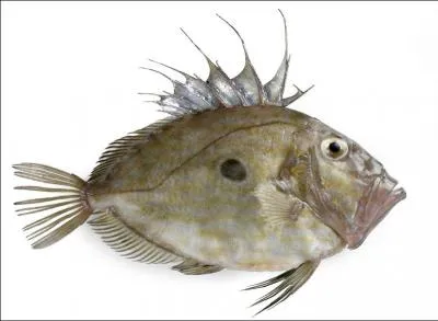 Sous le vocable de quel saint est-elle place ?