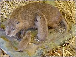 Quel est cet animal ?