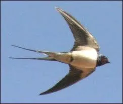 Quel est cet animal ?