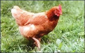 Quel est cet animal ?