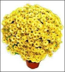 En anglais, le titre du film s'intitule  Curse Of The Golden Flower . En franais, on pourrait traduire par  La Maldiction de la Fleur Dore . De quelle fleur est-il question dans ce film ?