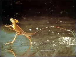 Comment s'appelle ce lzard qui peut marcher sur l'eau ?