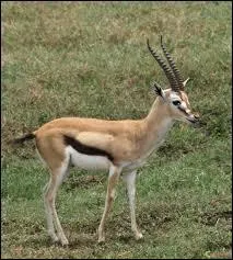 Deux animaux trs ressemblants. Voici une photo d'un des deux noms que je vous propose. Mais lequel est-ce ?