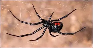 Cette araigne au venin toxique est originaire d'Amrique du Nord, comment s'appelle-t-elle ?