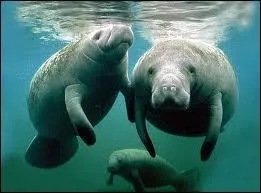 Ces mammifres marins vivent en eaux littorales peu profondes, ils sont herbivores. Comment s'appellent-ils ?