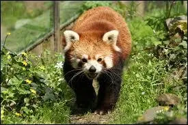 Quel est le nom de ce petit mammifre ?