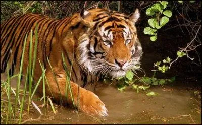 Un tigre peut vivre environ 15 ans dans la nature et jusqu' 25 ans en captivit.