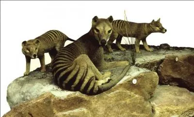 Quelle est cette espce considre comme teinte depuis 1936 ?