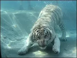 Quel animal marin peut aussi tre  tigre  ?