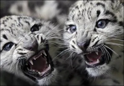 Contrairement aux lions, les petits tigres ont la priorit pour manger.
