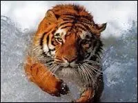 Quelle est votre seule chance d'chapper  la mort si un tigre vous attaque ?