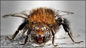 Quel insecte peut aussi tre  tigre  ?