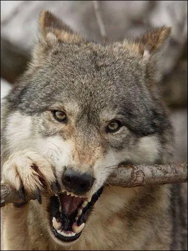Quel bruit ne fait jamais le loup ?