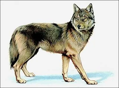 Comment s'appelle le loup trs connu, cr par l'crivain Jack London ?