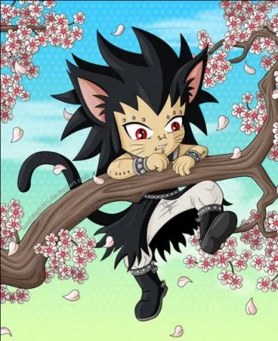 Qui est ce petit chat ?