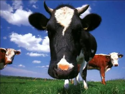 Comment dit-on  vache  en anglais ?