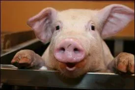 Comment dit-on  cochon  en anglais ?