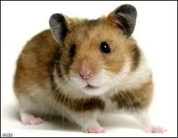Comment dit-on  hamster  en anglais ?