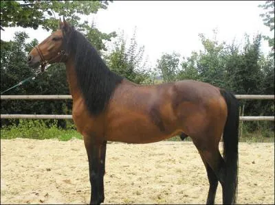 Quelle est sa race ?