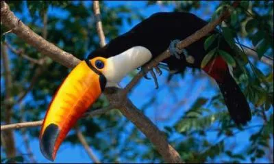 Le Guyana a pour capitale Georgetown.