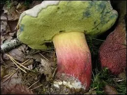 Je sais aussi que beaucoup aiment mes questions sur les champignons ! Quel est celui-ci ?