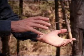 Qui interpte les paroles   ... d'un musicien qui fait jouer ses mains sur morceau de bois  ?