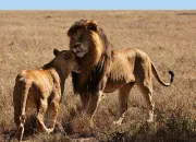 Quiz Retrouvez 12 films avec des animaux