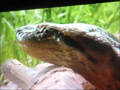 Un film absolument touffant !