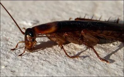 Si vous ne trouvez pas la rponse  l'image, vous allez dprimer et avoir le cafard !