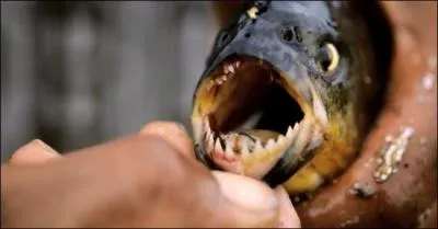 Compltement invraisemblable ce film, c'est devenu une spcialit outre-Atlantique !