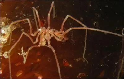 Dans ce film, c'est le cas de le dire, vous irez vous faire une toile !