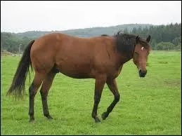 Corps  marron , crins noirs...