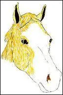Ce cheval a une...