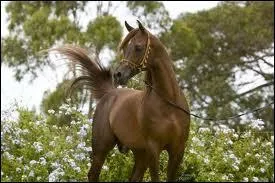 Et un mlange robe et race ! Ce cheval est...