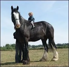 L'enfant sur la photo fait rfrence au surnom de ce cheval. En effet, le shire a un surnom particulier...