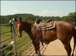 Ce cheval est trs utilis par les cow-boys...