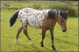Ce poney a un nom bien particulier...