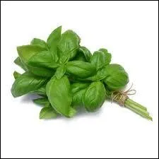 Aromate venant d'Amrique du Sud , il sert  parfumer vos potages, sauces, votre cuisine provenale (soupe au pistou) et italienne.