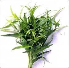 On l'utilise pour les marinades, salades, sauces et pour parfumer les viandes blanches.