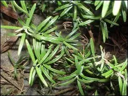 Cet aromate venant des pays mditerranens parfumera  merveille vos sauce, votre gibier, porc, vos marinades, grillades et civets.