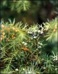 Un aromate qui viendra agrmenter vos marinades de gibiers, choucroutes et liqueurs.