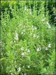 Nous arrivant des pays mditerranens , cet aromate est utilis pour les sauces, marinades, farces, petits pois  la franaise et soupe de poissons.