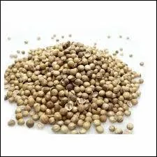 Cette pice vient d'Europe Mridionale et de Proche-Orient. Elle est utilise pour parfumer vos lgumes  la grecque, charcuterie, sauces pour gibier, farces et marinades.