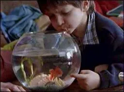 Comment s'appelle le plus clbre des poissons rouges (qui a tendance  pousser le bouchon un peu trop loin) ?