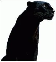 Cette panthre noire est l'icne de la marque de peinture...