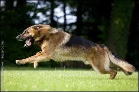 Dans quelle publicit pouvait-on voir un berger allemand courir sur la musique du film  Le Professionnel  ?