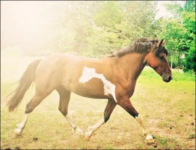 Quelle est la robe de ce cheval ?
